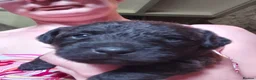 Patterdale Terrier dogs for sale: 4 chocolate/black Patterdale puppies - female - Advert 6