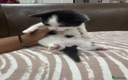 British Shorthair cats for sale: British Shorthair Kittens – Black & White & Beige - Image 20
