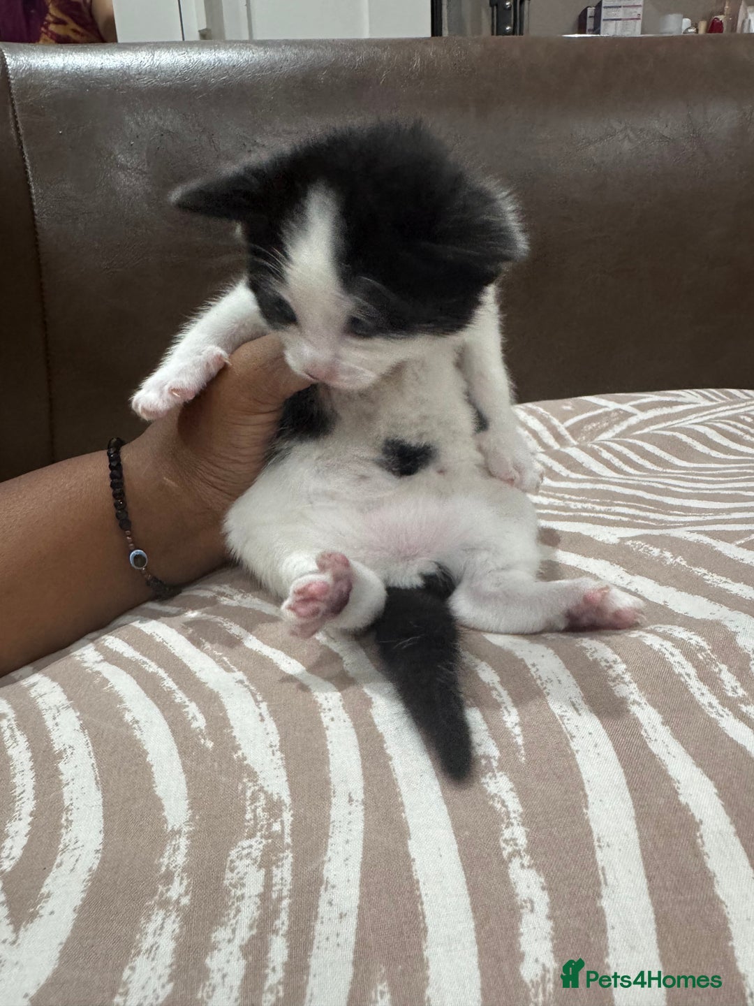 British Shorthair cats for sale: British Shorthair Kittens – Black & White & Beige - Image 20
