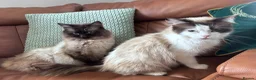 Ragdoll cats for sale: beautiful ragdoll kittens in Huddersfield - Advert 1