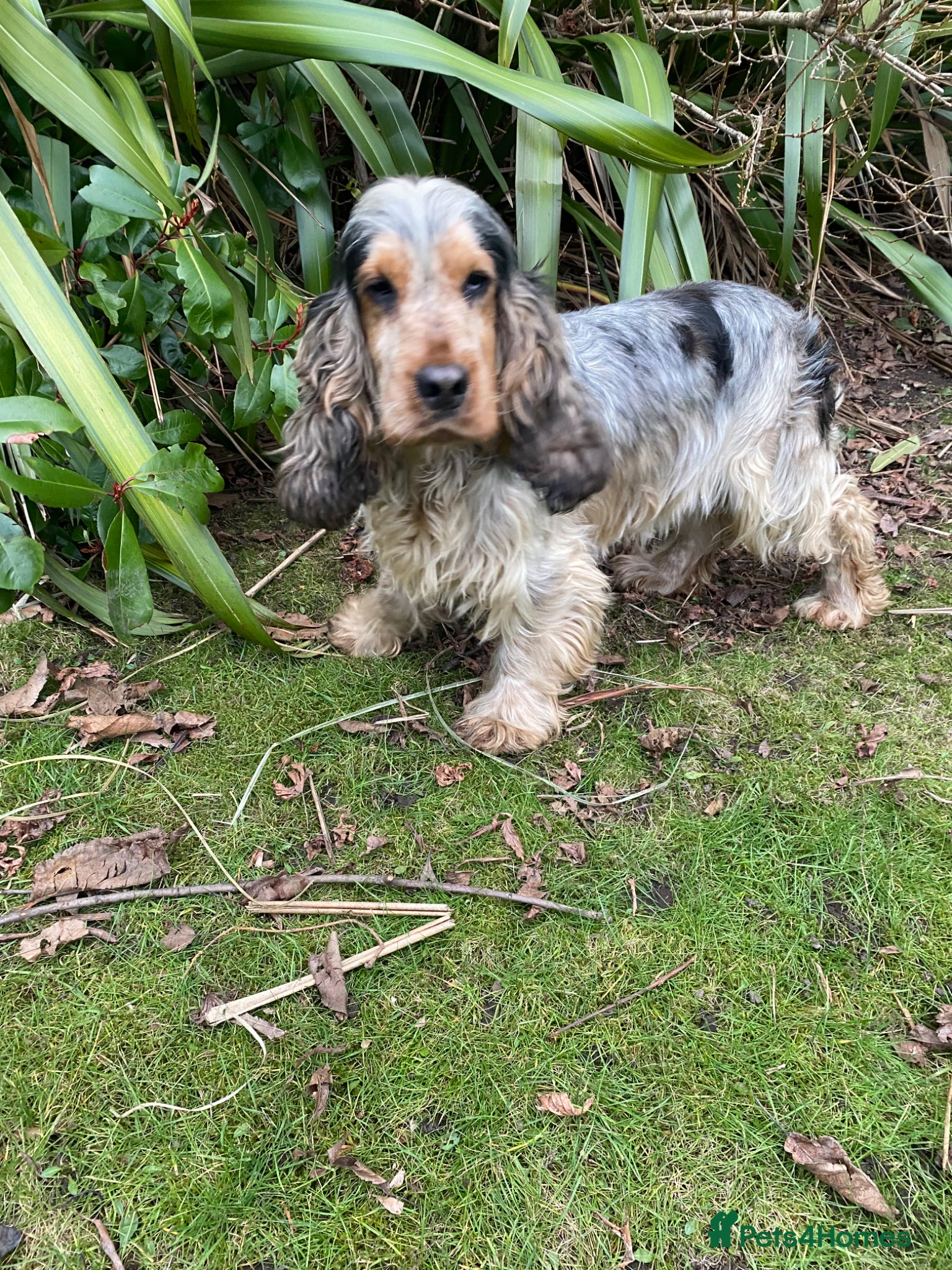 Cockapoo dogs for sale: F1 SABLE COCKAPOOS. - Advert 7