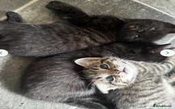 Mixed Breed cats for sale: One all black girl kitten left for her new home ❤️ - Image 3