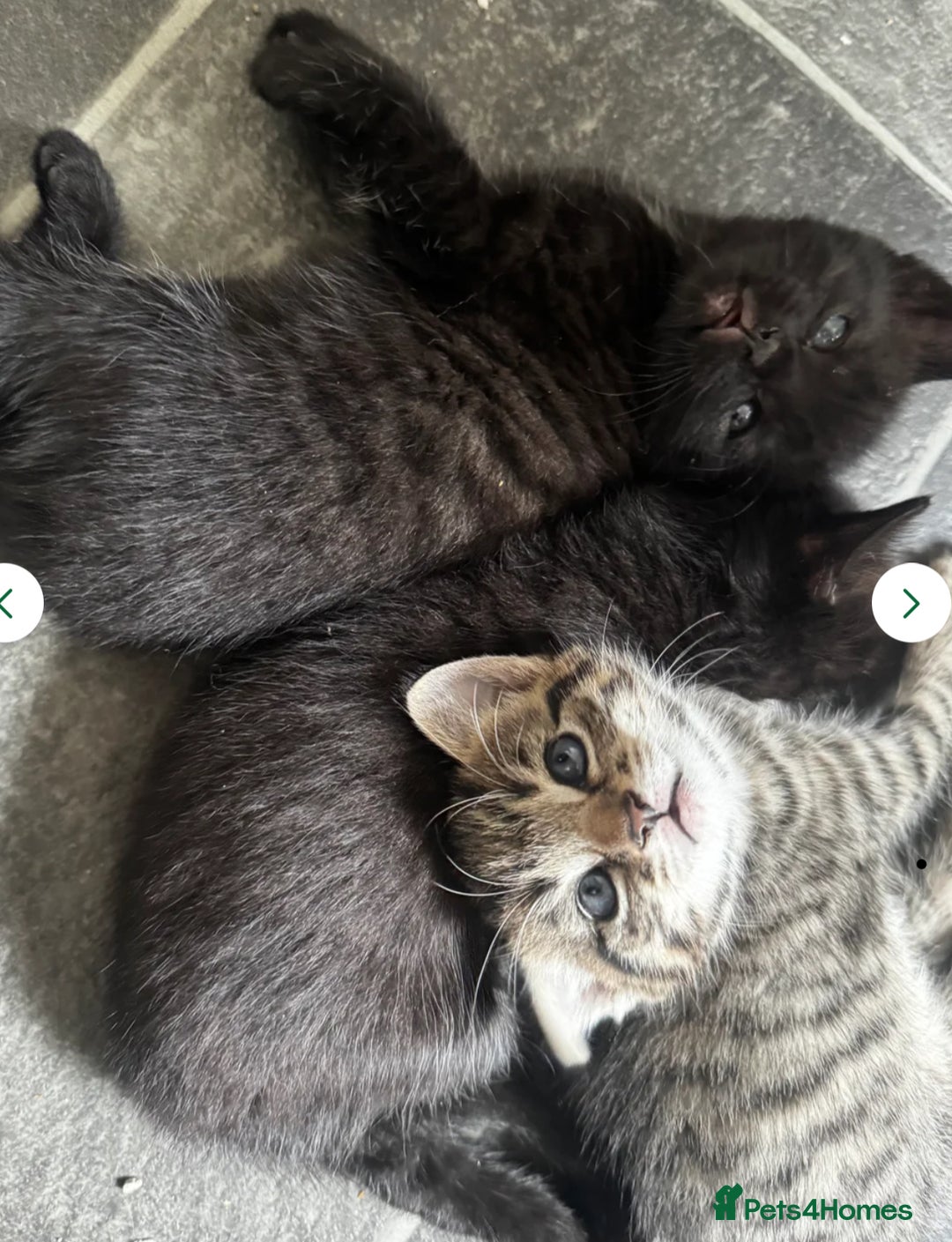 Mixed Breed cats for sale: One all black girl kitten left for her new home ❤️ - Image 3