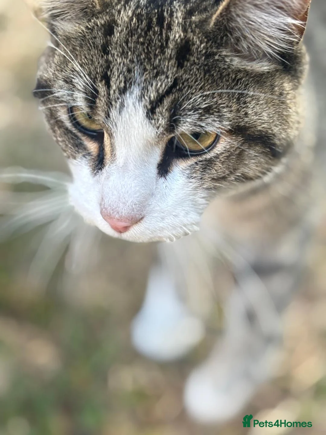 Mixed Breed cats for sale: 3 Kittens For Sale  - Advert 2
