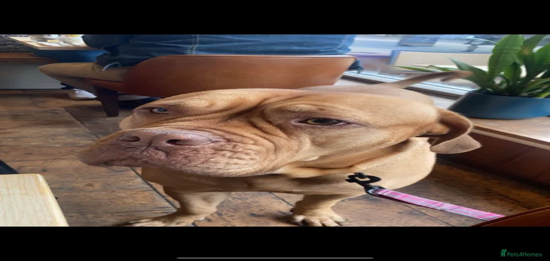 Gallery Image {{count}}