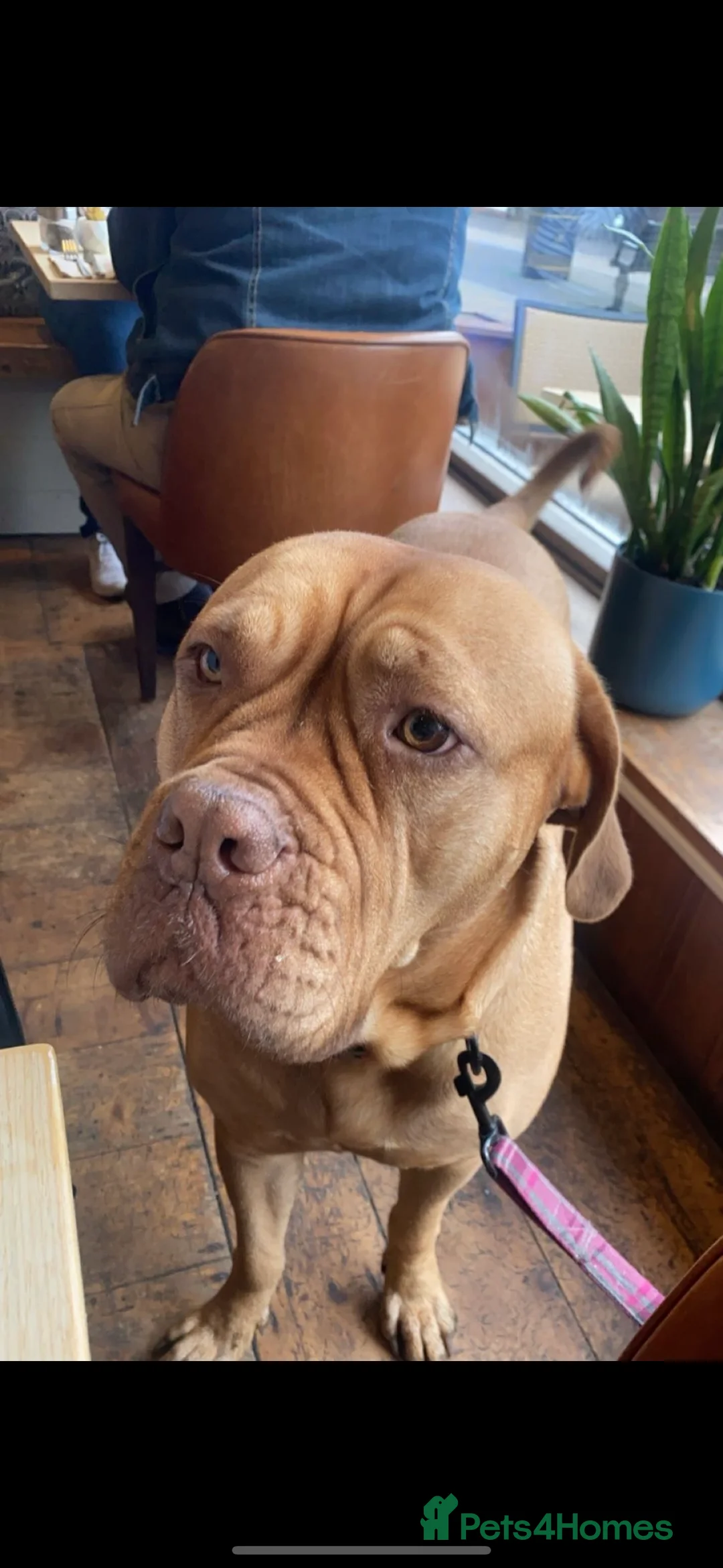 Gallery Image {{count}}