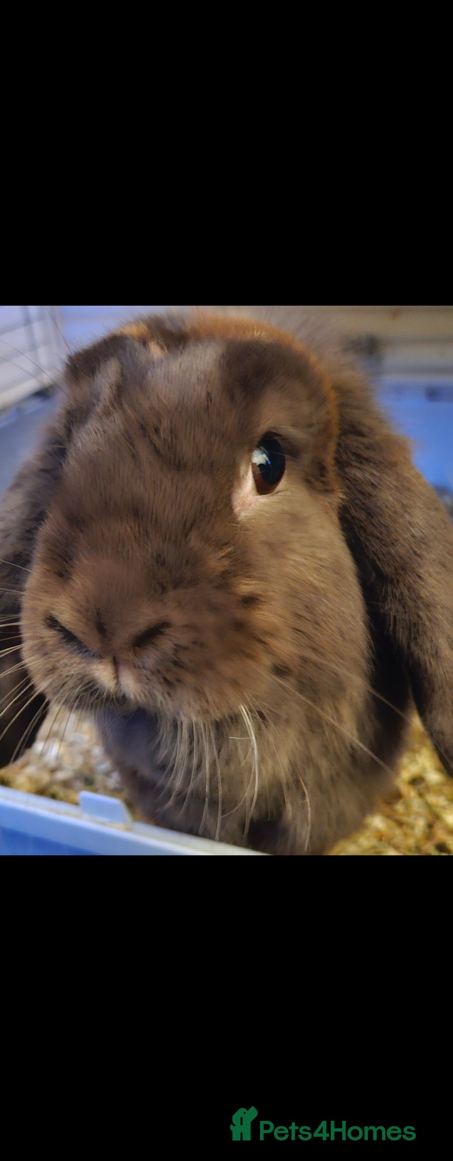 Mini Lop rabbits 💫💫💖Mini lop BEW ✨️✨️ - Advert 4