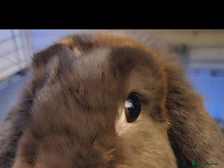 Mini Lop rabbits 💫💫💖Mini lop BEW ✨️✨️ - Advert 4
