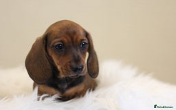 Miniature Dachshund dogs for sale: One Boy Ready now KC Reg, Champion Sired  - Image 3