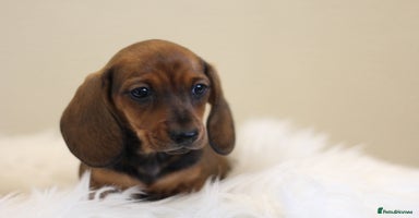Miniature Dachshund dogs - Advert 4