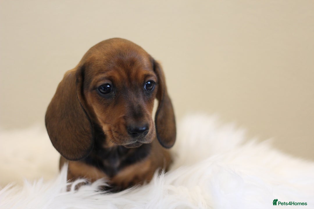 Miniature Dachshund dogs for sale: One Boy Ready now KC Reg, Champion Sired  - Image 3