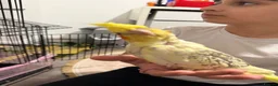 Cockatiels birds for sale: Cockatiels  - Advert 2