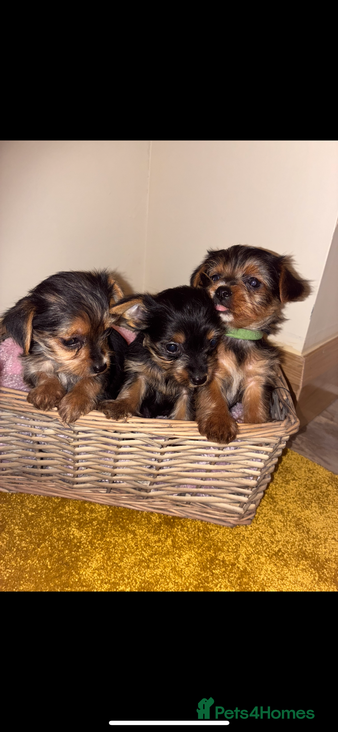 Yorkshire Terrier dogs for sale: Yorkshire Terrier puppies for sale  - Advert 3