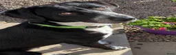 Mixed Breed dogs for adoption: Meet Chase, currently residing in Cheshire  - Advert 2