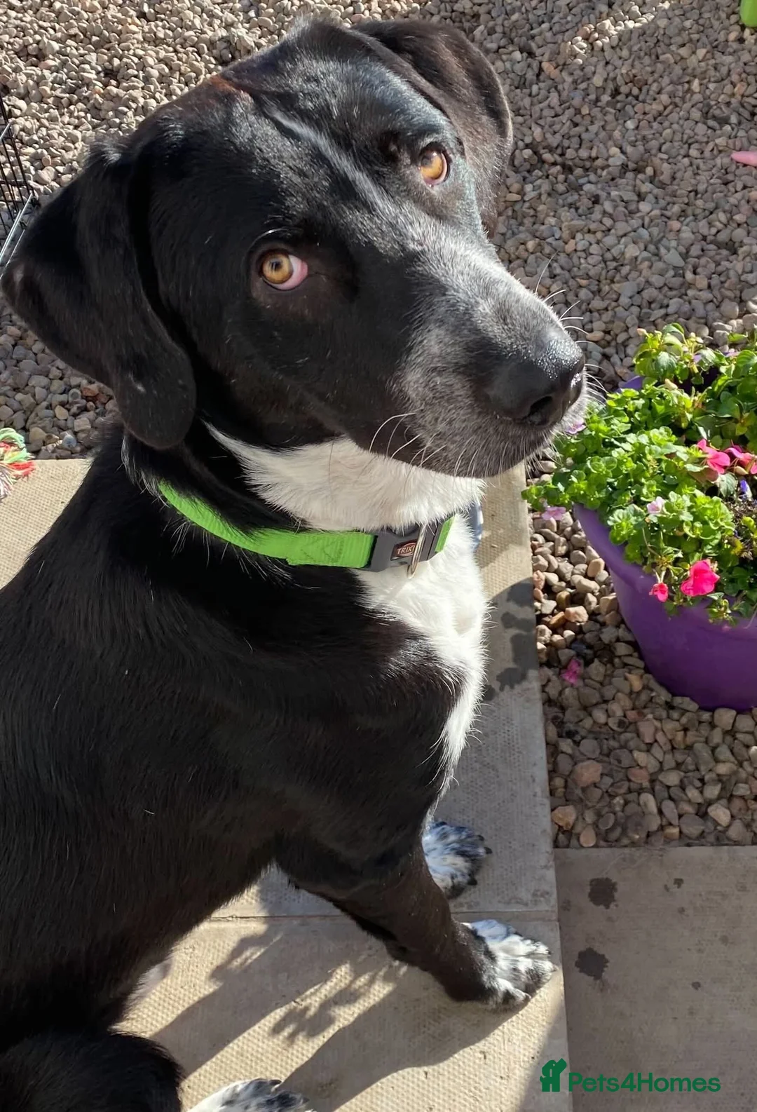 Mixed Breed dogs for adoption: Meet Chase, currently residing in Cheshire  - Advert 2