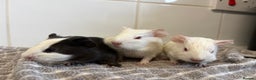 Guinea Pig rodents for sale: 2 Male Guinea Pigs - Advert 2