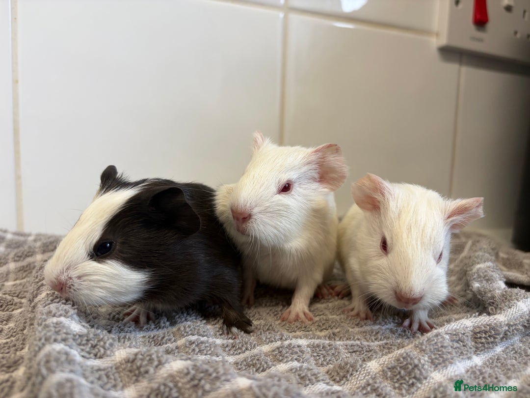 Guinea Pig rodents for sale: 2 Male Guinea Pigs - Advert 2