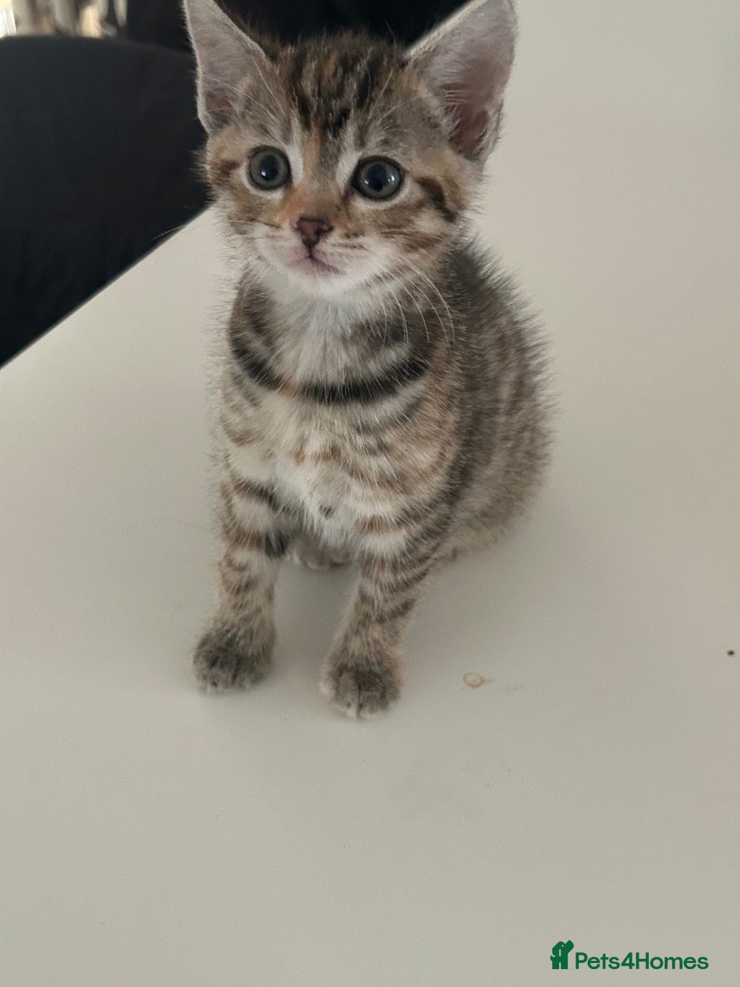 Domestic Shorthair cats for sale: Four tabby kittens for sale  - Advert 4