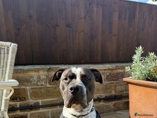 Mixed Breed dogs American bulldog / chowchow - Advert 5