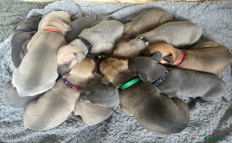 Great Dane dogs - Advert 1