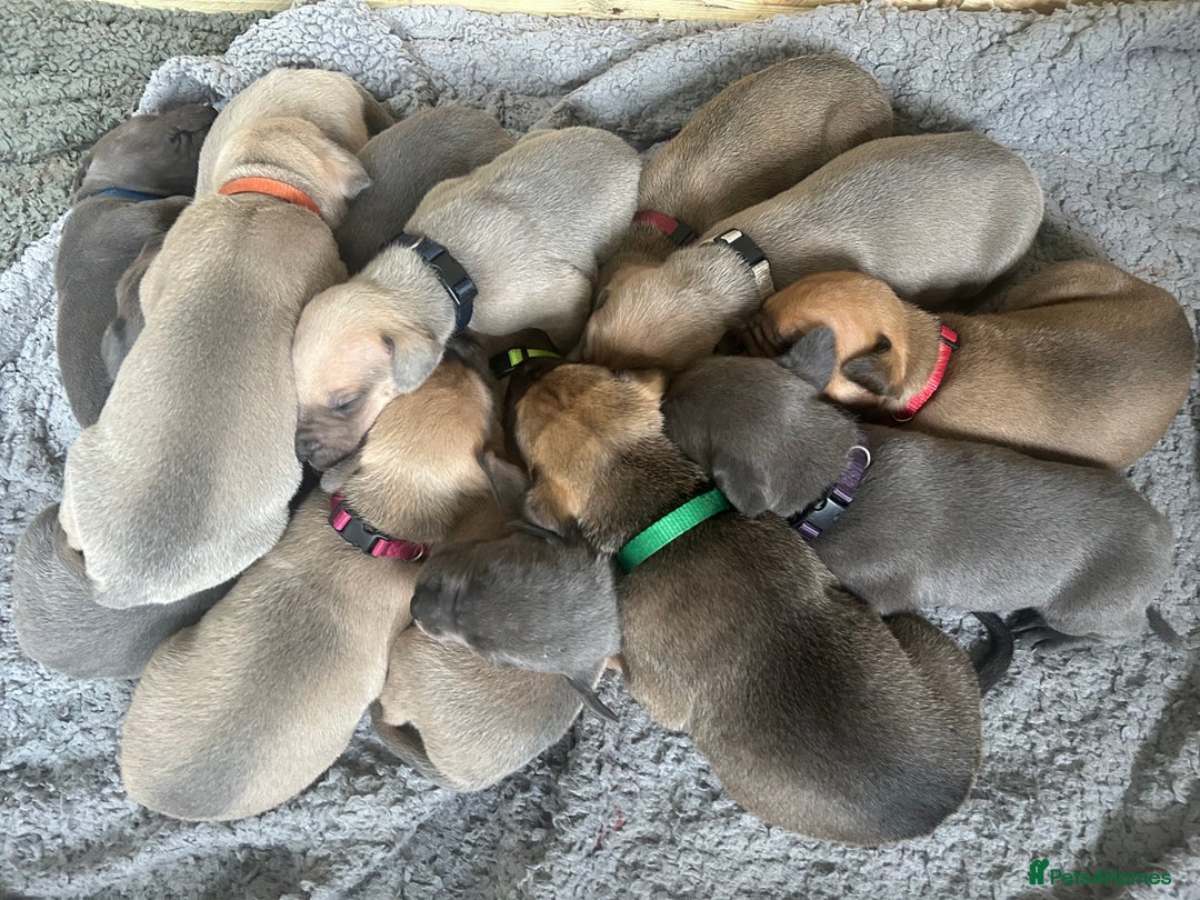 Great Dane dogs for sale: Champion Great Dane puppies for sale - Image 1