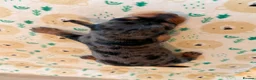 Miniature Dachshund dogs for sale: Stunning KC Registered Miniature Dachshund Puppies - Advert 11