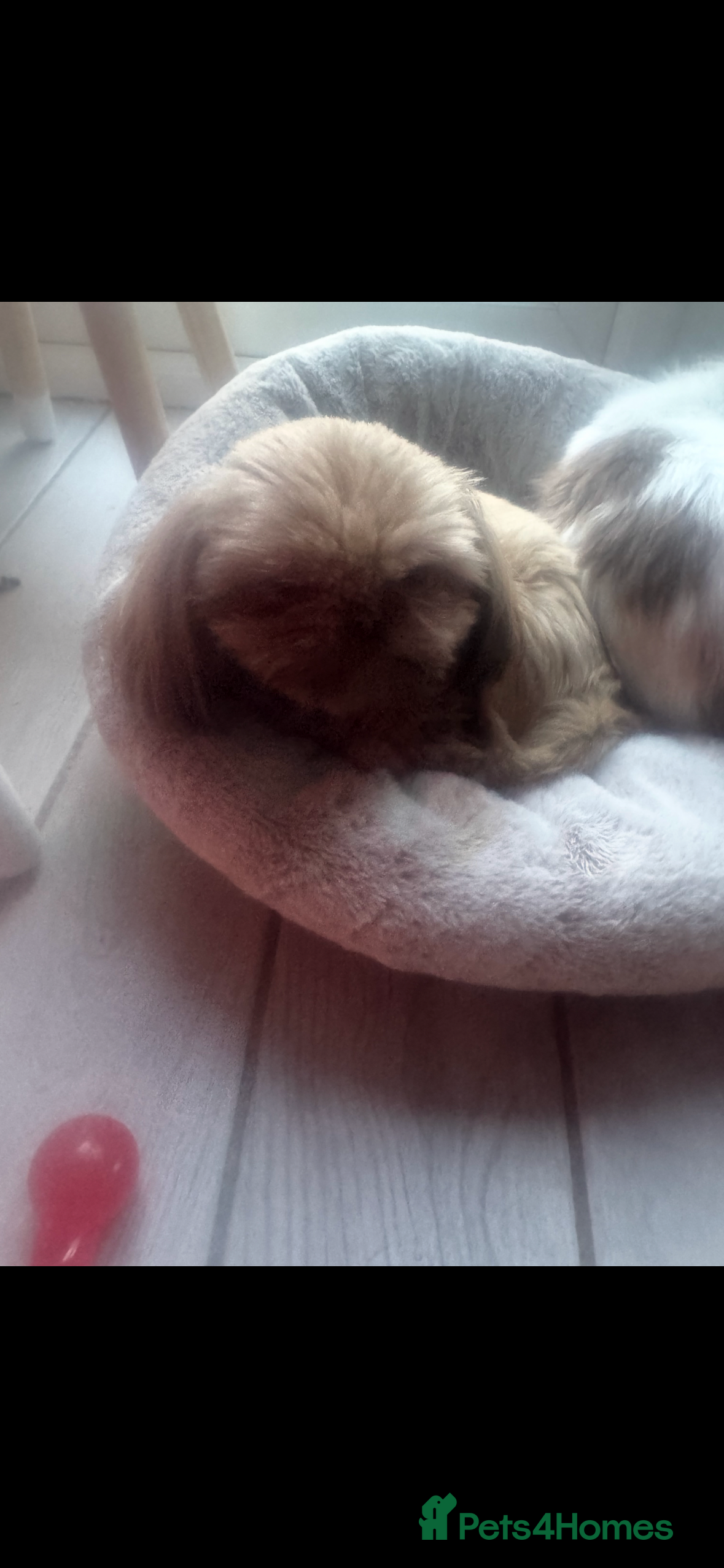 Shih Tzu dogs Shih Tzu female 1 and a half  - Advert 1