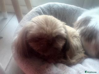 Shih Tzu dogs Shih Tzu female 1 and a half - Advert 2