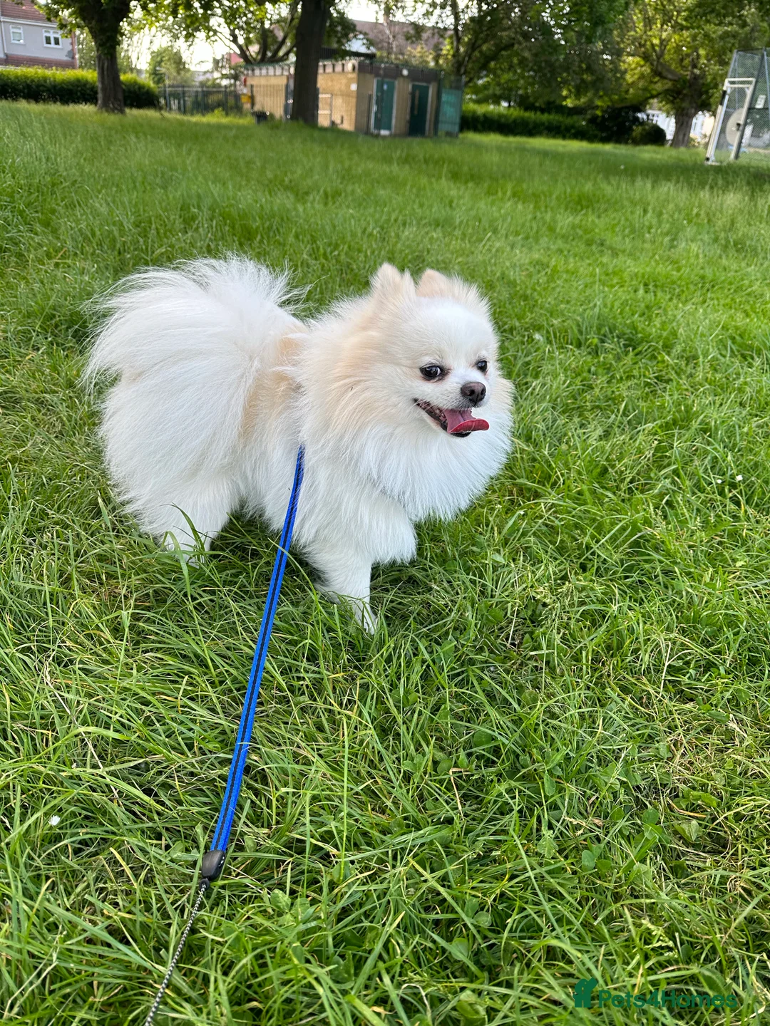 Pomeranian dogs for stud:  White Pomeranian dog “Proven, experienced STUD” in Ilford - Advert 9