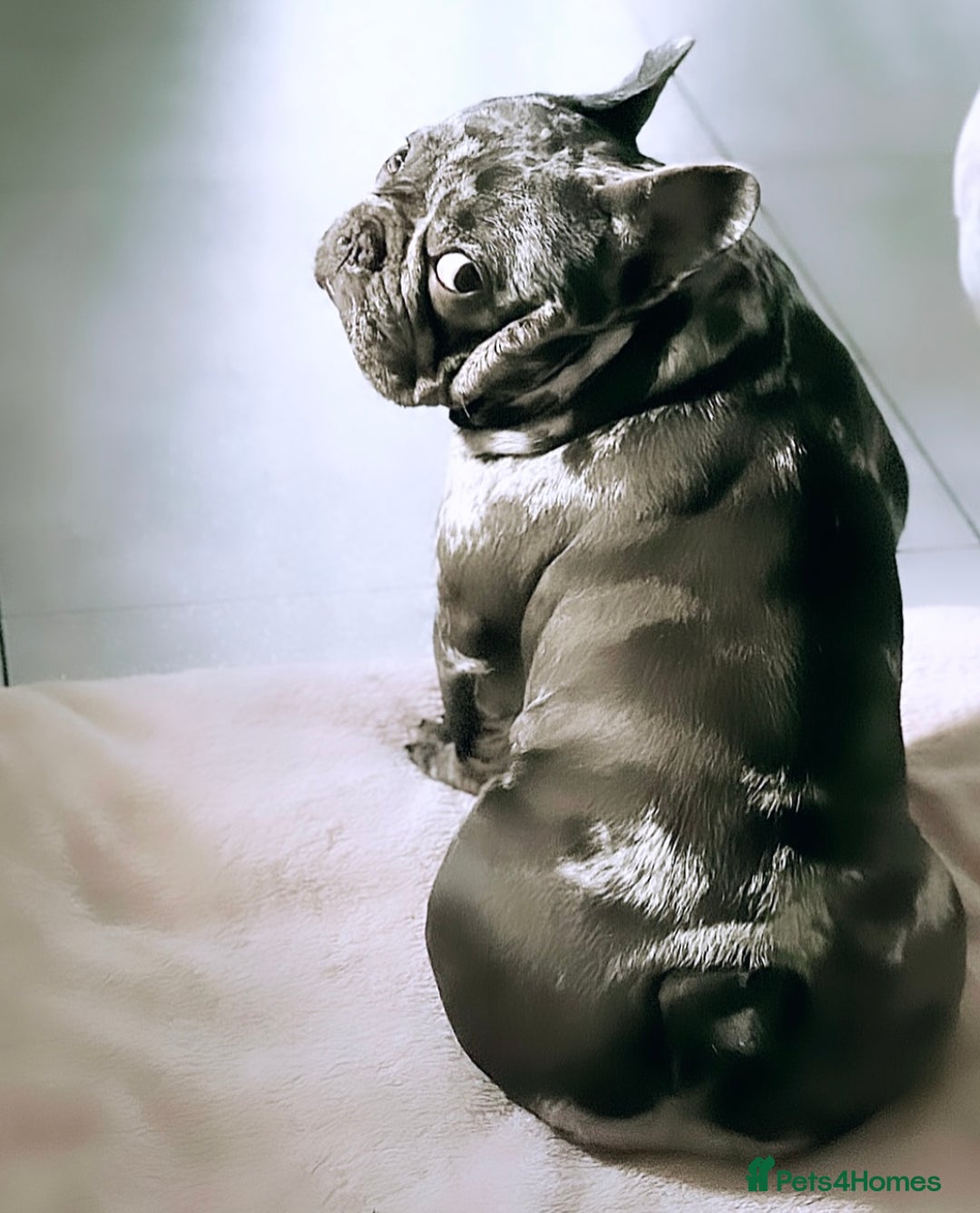 French Bulldog dogs for sale: Pure French bulldog female merle - Image 6