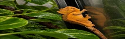 Gecko reptiles for sale: Crested Gecko  - Advert 4