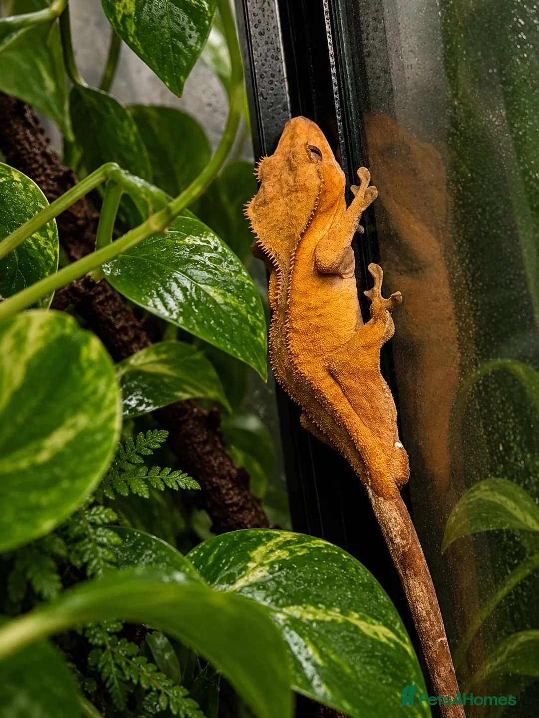 Gecko reptiles for sale: Crested Gecko  - Advert 4