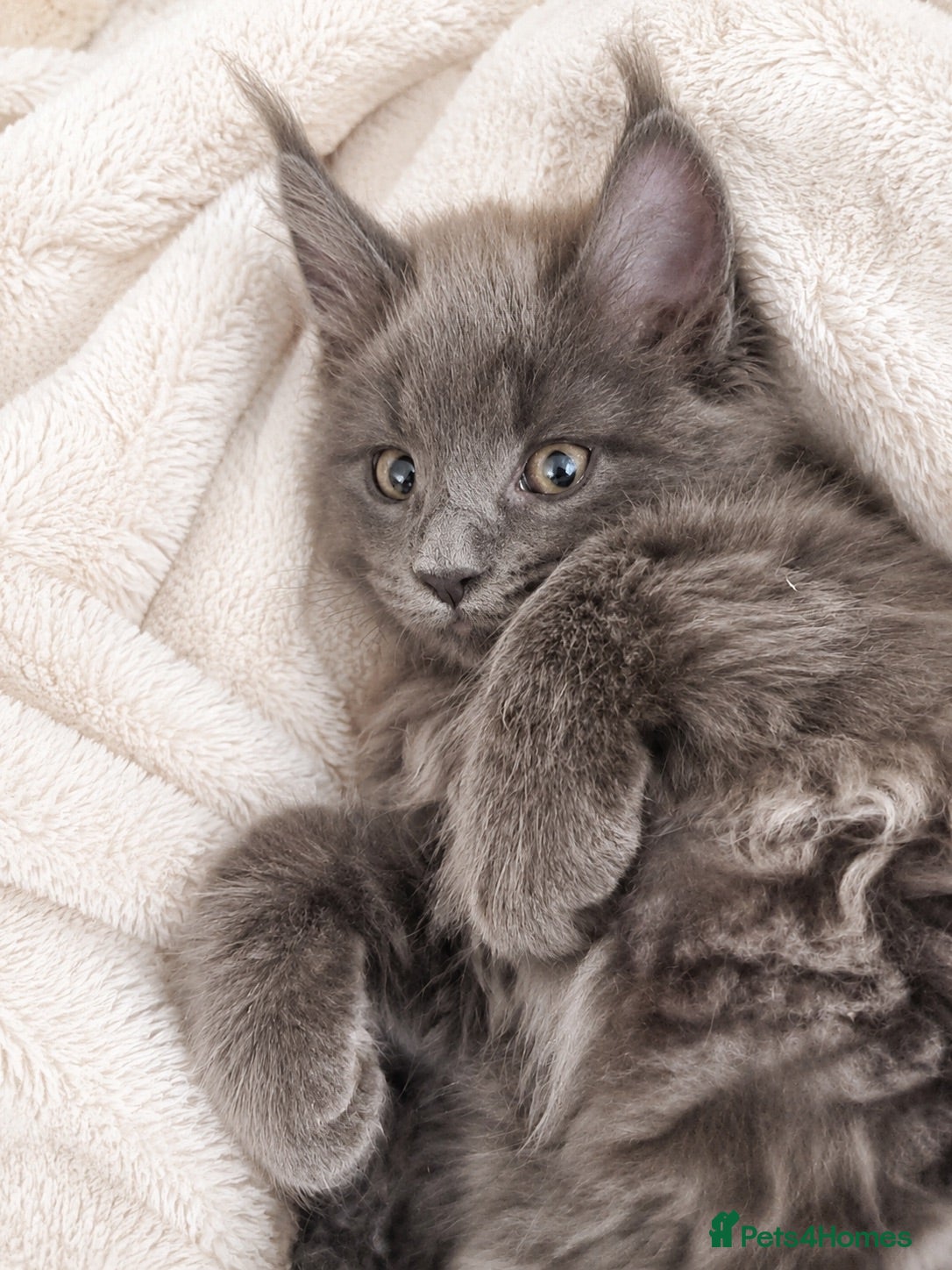 Maine Coon cats Pure bred mainecoon kittens - Advert 9