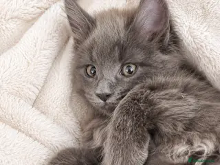 Maine Coon cats Pure bred mainecoon kittens - Advert 2
