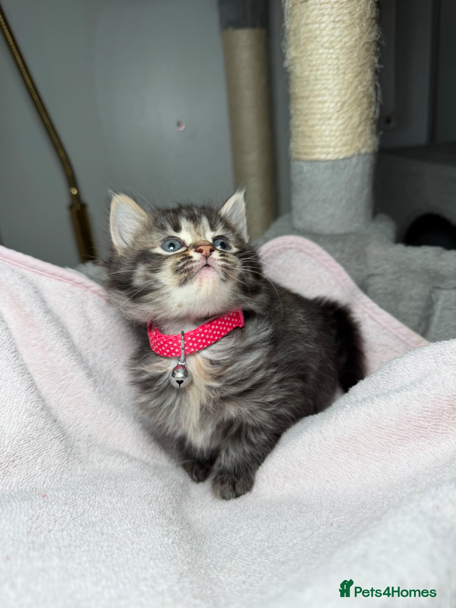 LaPerm cats 😍LaPerm puffs ready to Reserve😍 - Advert 5