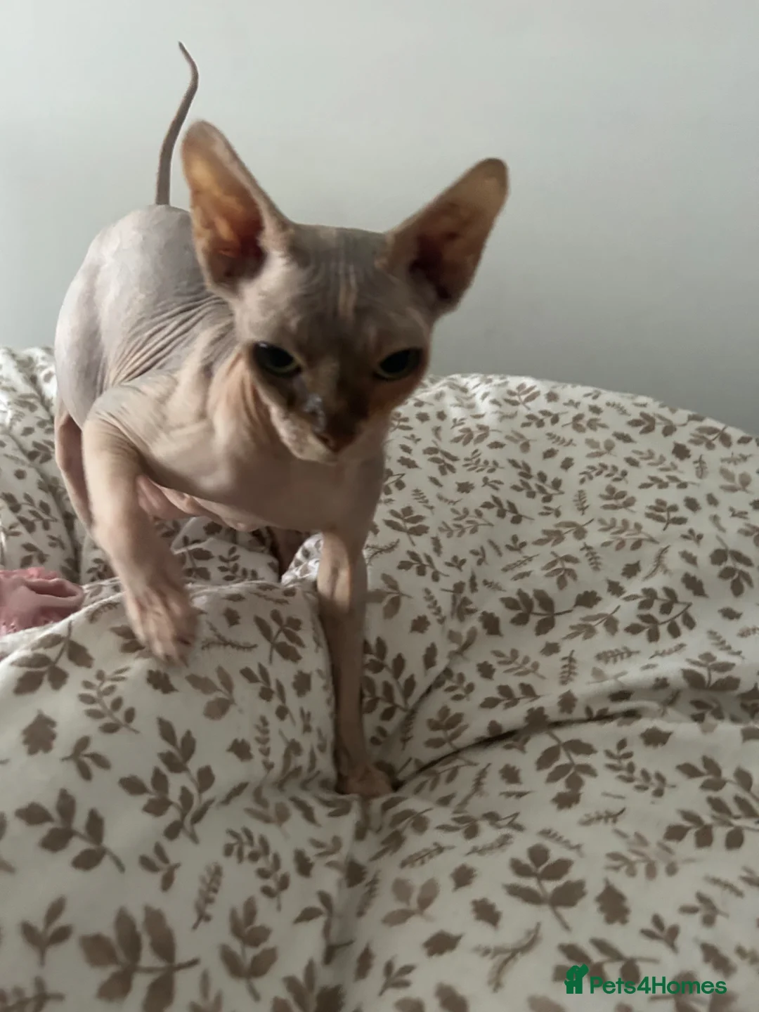 Sphynx cats for sale: Canadian Sphynx Girl  - Advert 2