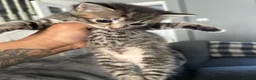 American Shorthair cats for sale: 7 week old female half British shorthair  - Advert 4