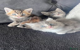Mixed Breed cats for sale: 3 beautiful baby’s looking for their loving home  - Image 14