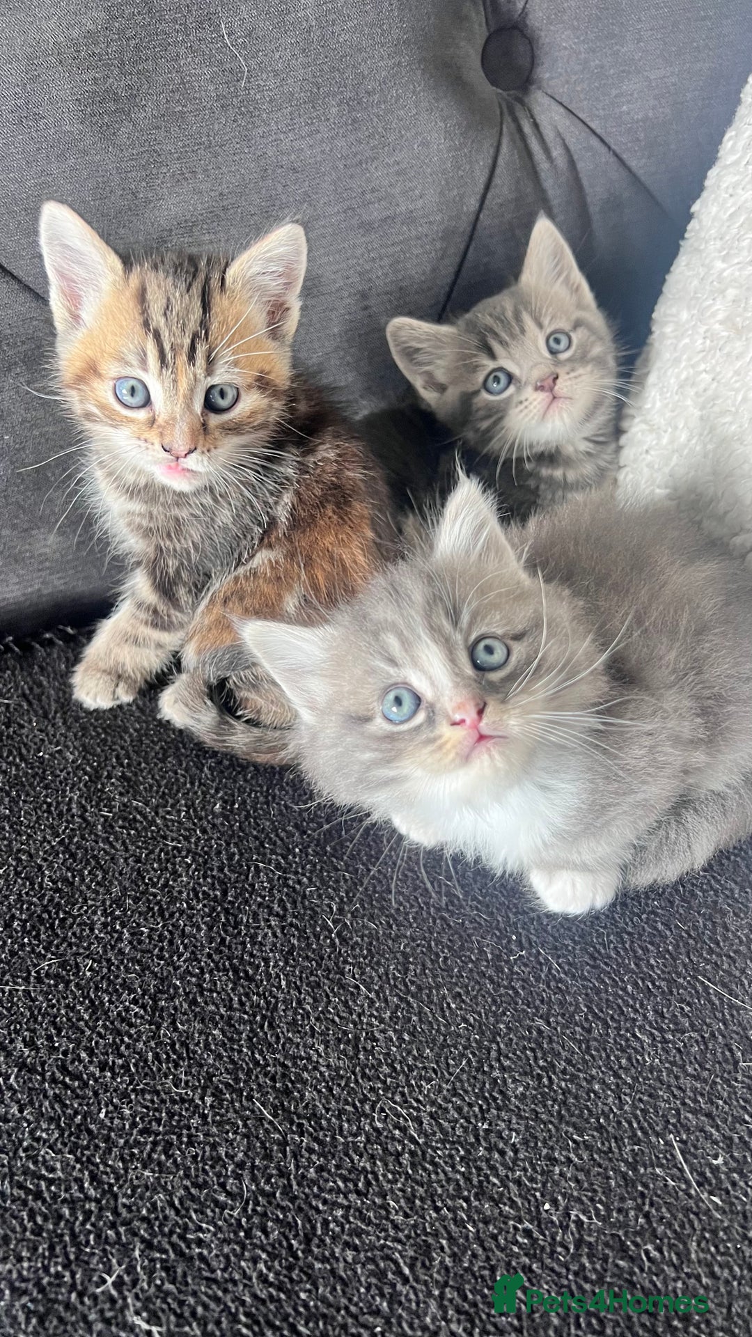 Mixed Breed cats for sale: 3 beautiful baby’s looking for their loving home  - Image 14