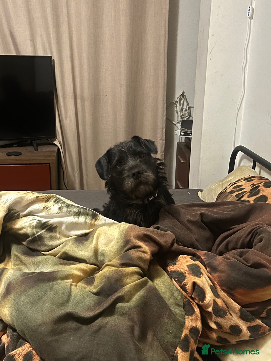 Mixed Breed dogs for sale: Mowgli/Mogi - Advert 11