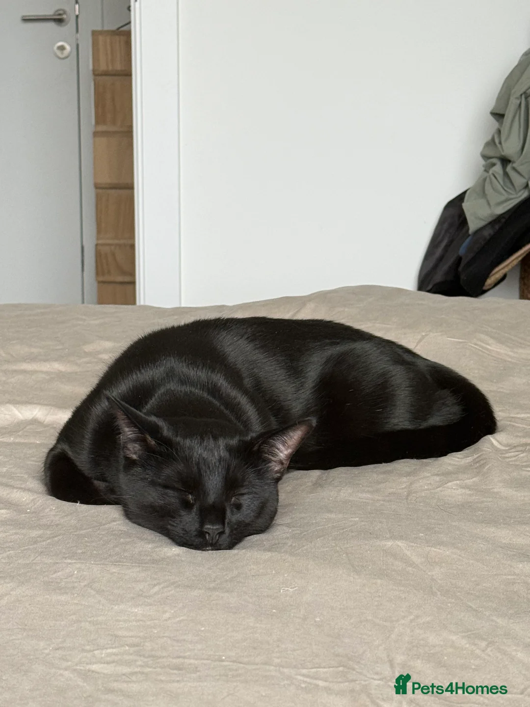 Mixed Breed cats for sale: Energetic Black Cat Looking for Active Loving Home - Advert 27