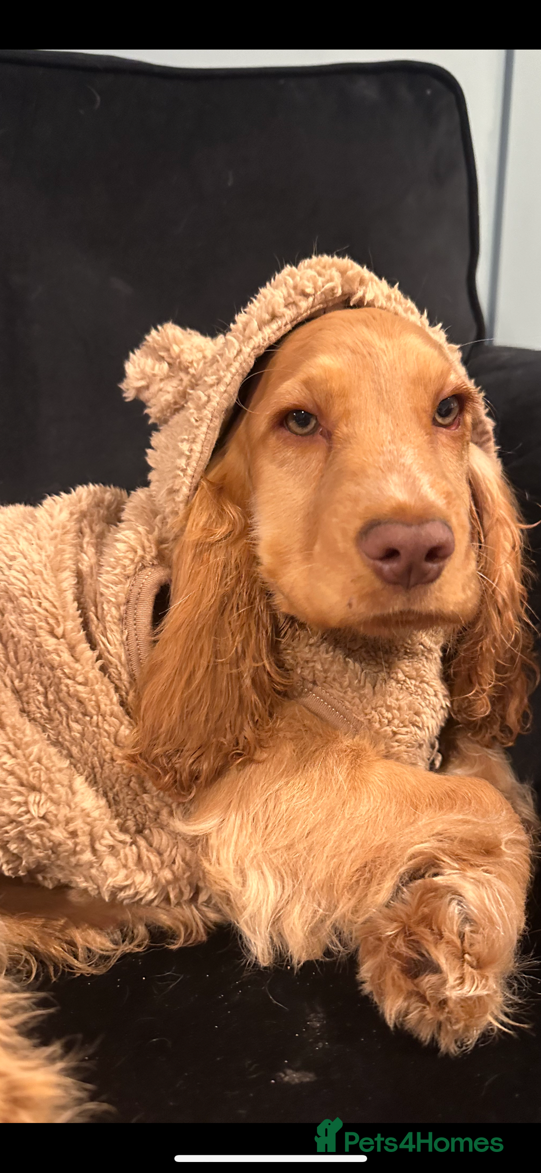 Cocker Spaniel dogs for sale: Fully health tested KC show cocker spaniel  - Image 5