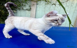 Bengal cats for sale: Stunning rare female  - Image 14