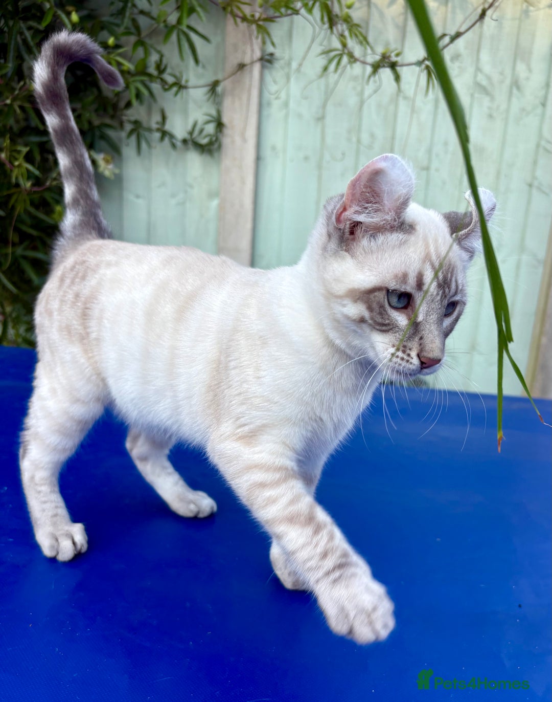 Bengal cats for sale: Stunning rare female  - Image 14