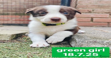 Border Collie dogs - Advert 10