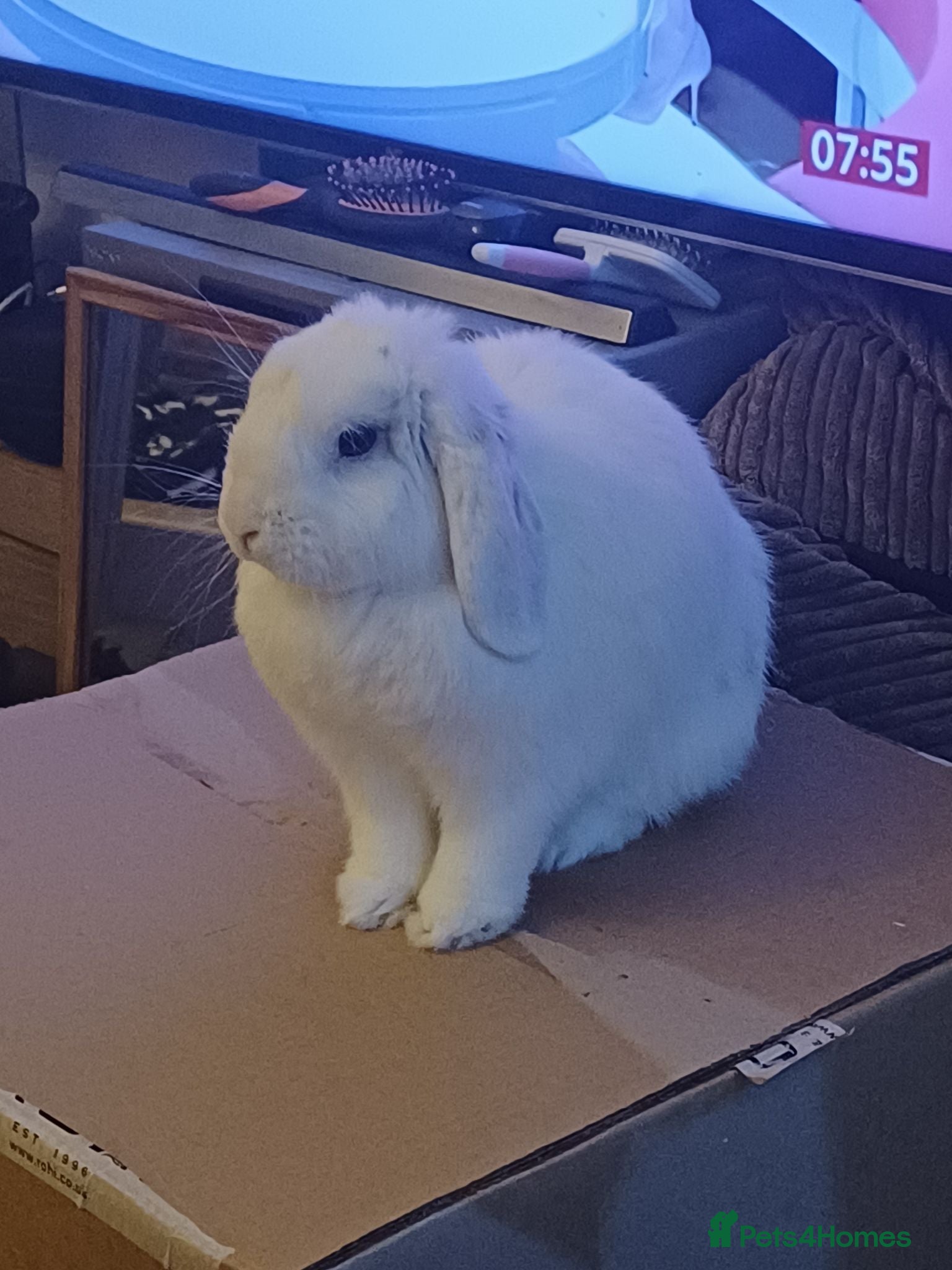 English Lop rabbits ADORABLE TITi - Advert 1