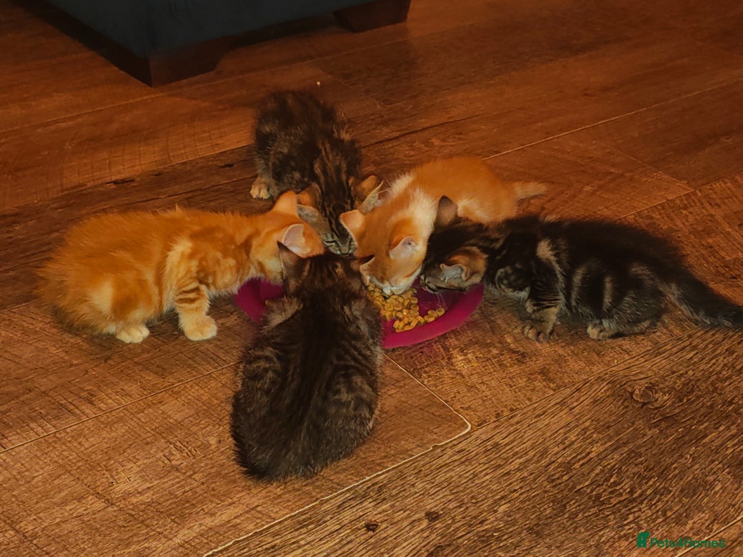 Mixed Breed cats for sale: Kittens - Image 15