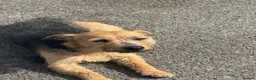 Mixed Breed dogs for sale: Patterjack x Lakeland pups in Chesterfield - Advert 4
