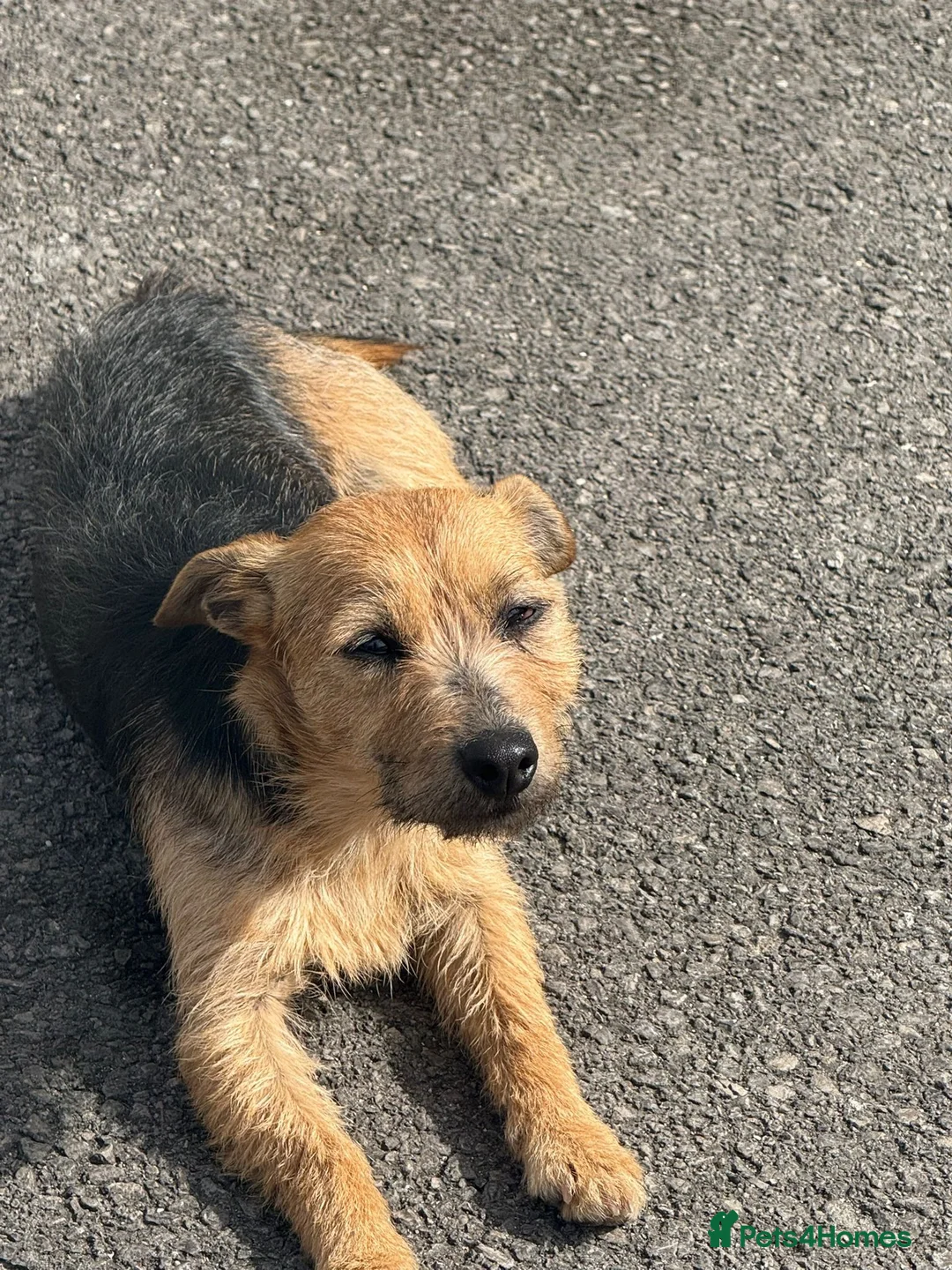 Mixed Breed dogs for sale: Patterjack x Lakeland pups in Chesterfield - Advert 4
