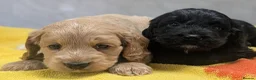Cockapoo dogs for sale: Ready now! Licensed breeder health tested F1 pups - Advert 5